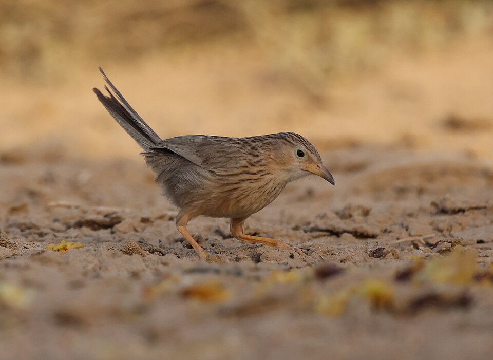 Afghan Babbler