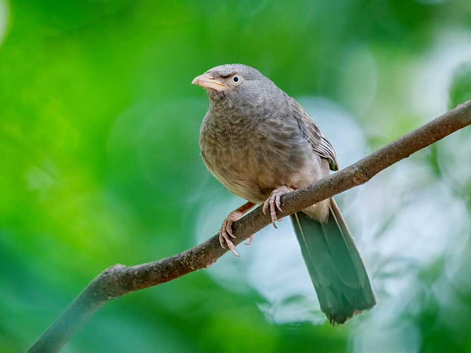 Jungle Babbler