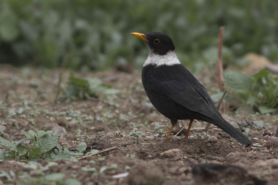 White-collared Blackbird
