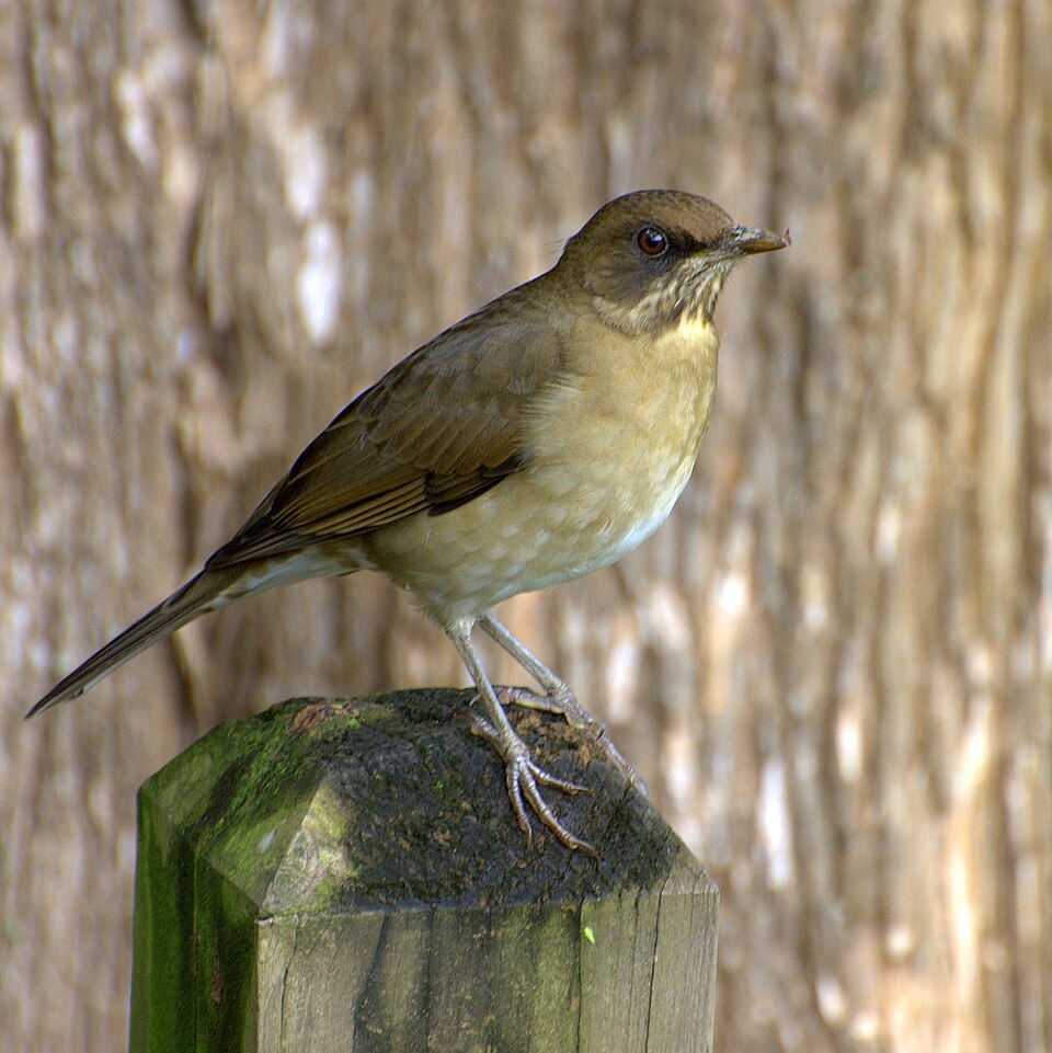 Creamy-bellied Thrush