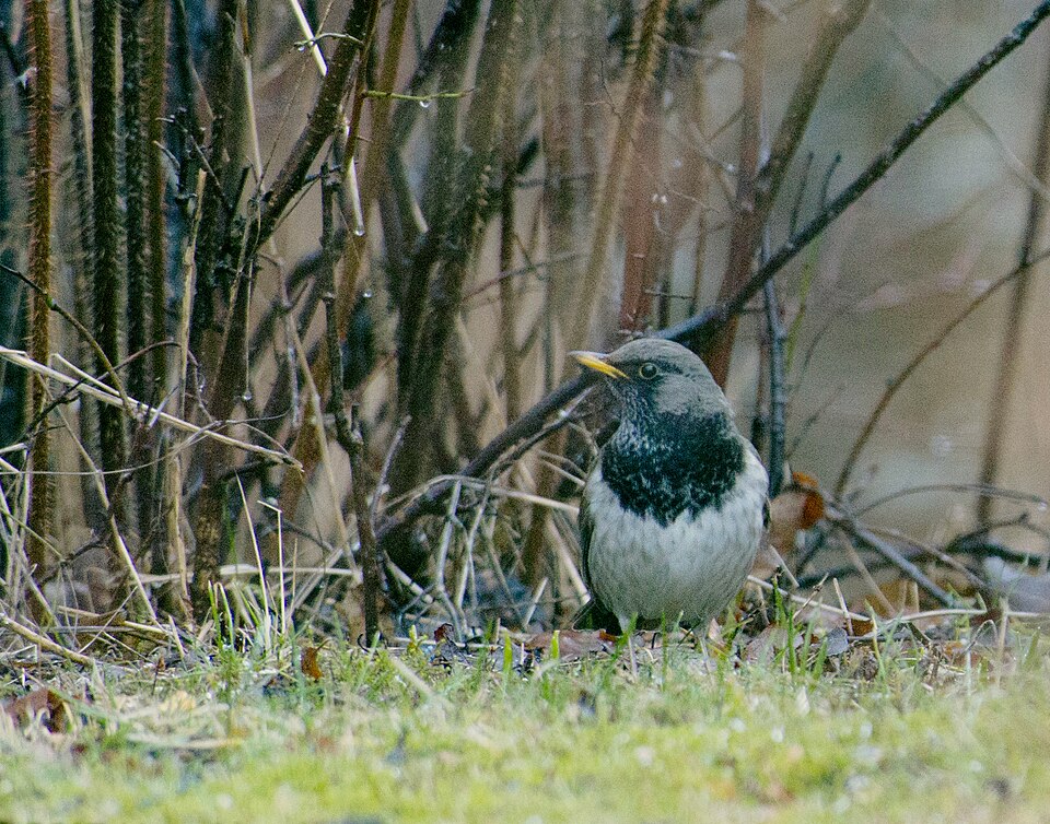 Black-throated Thrush