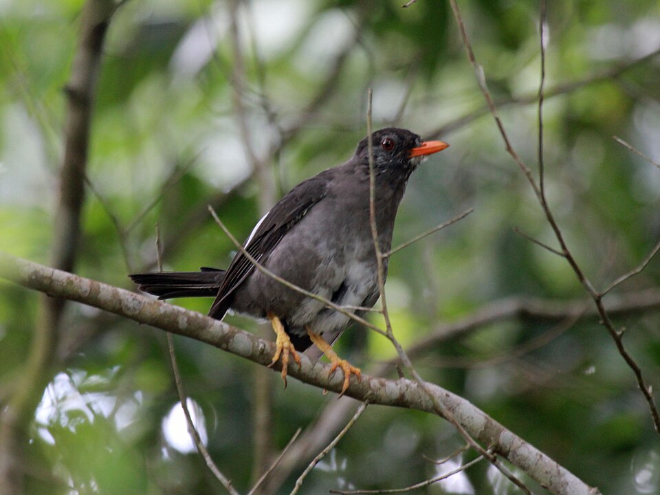 White-chinned Thrush