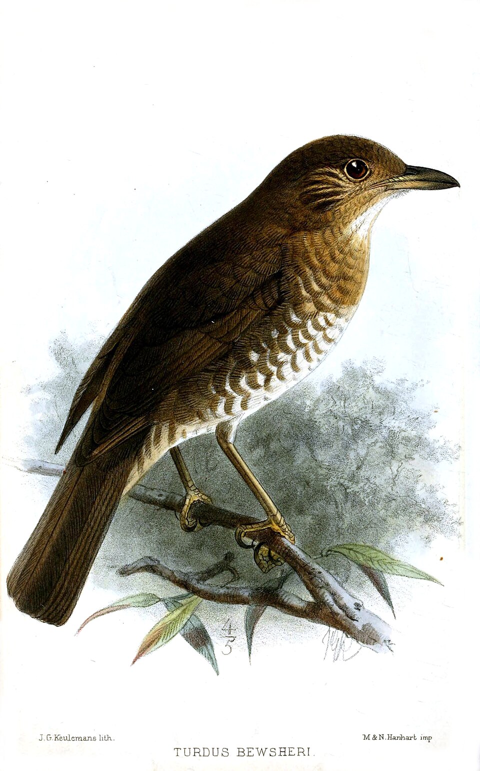 Comoro Thrush