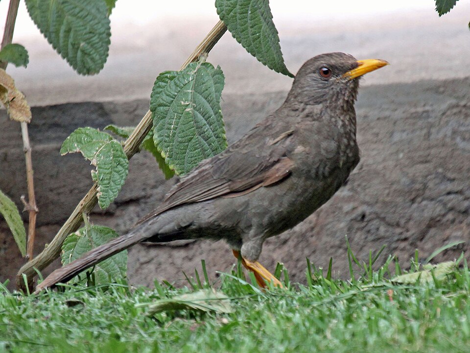 Chiguanco Thrush