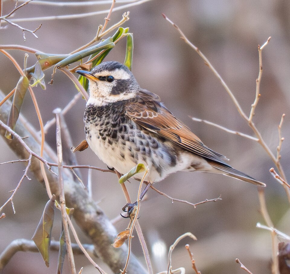 Dusky Thrush