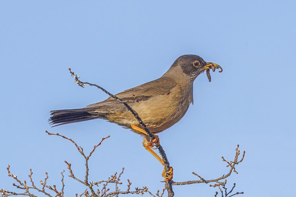 Austral Thrush