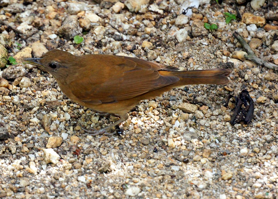 Cocoa Thrush