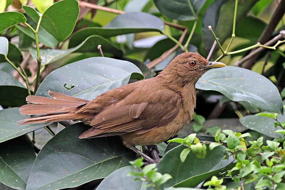 Clay-colored Thrush