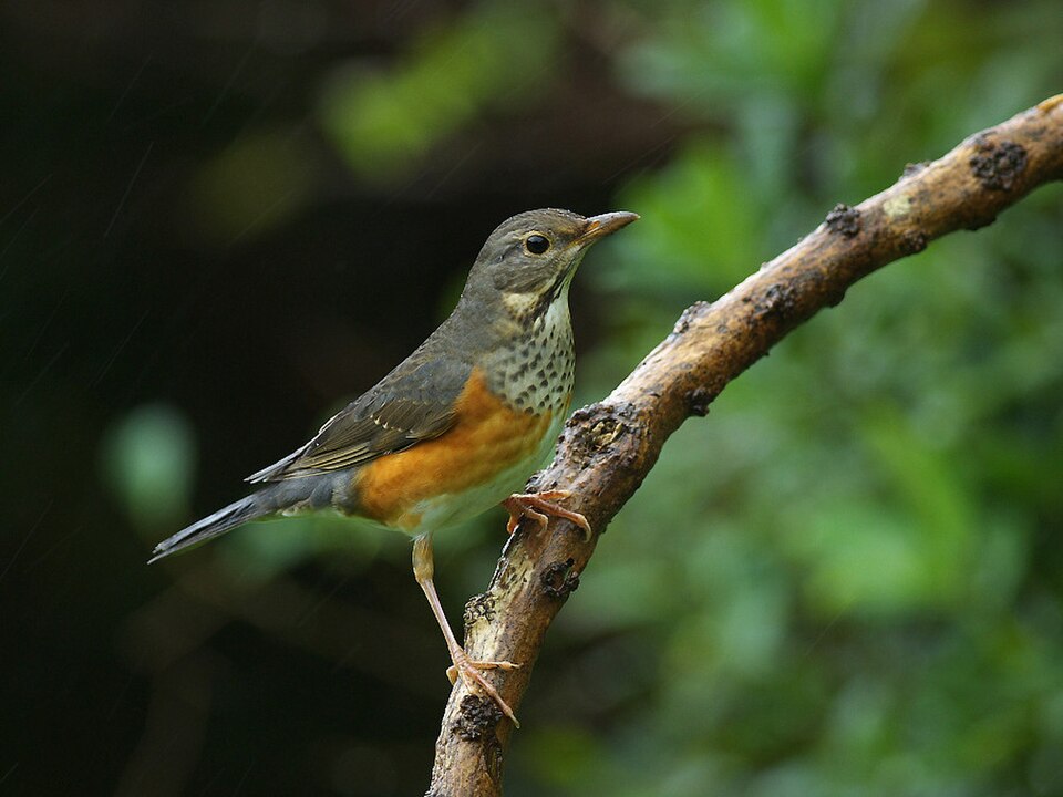 Gray-backed Thrush