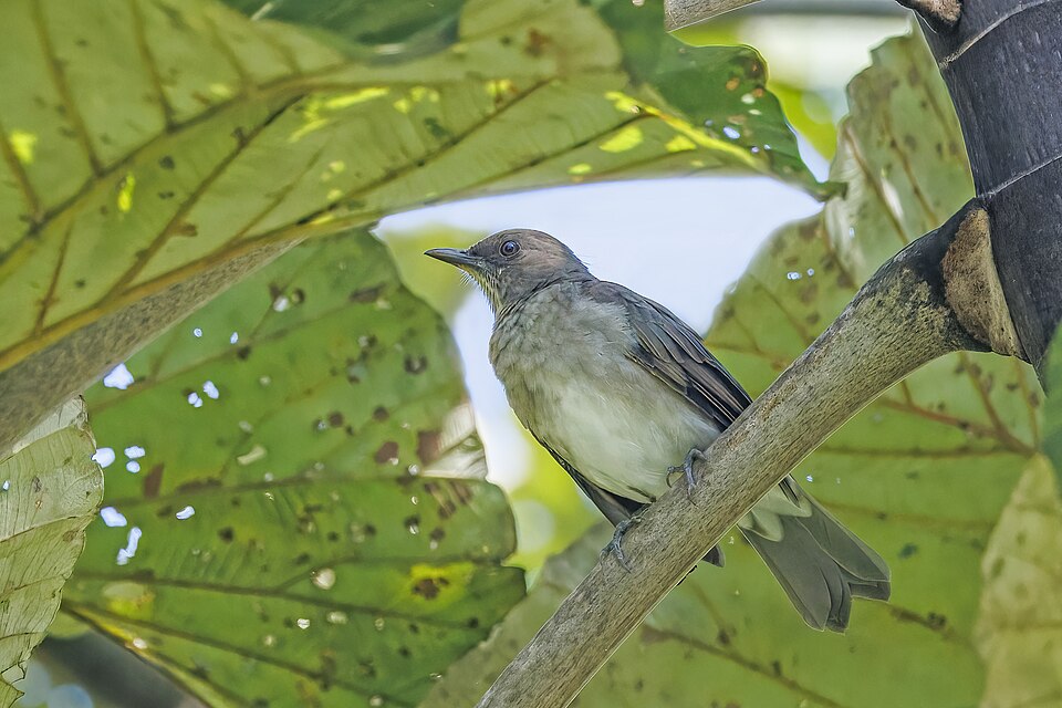 Black-billed Thrush