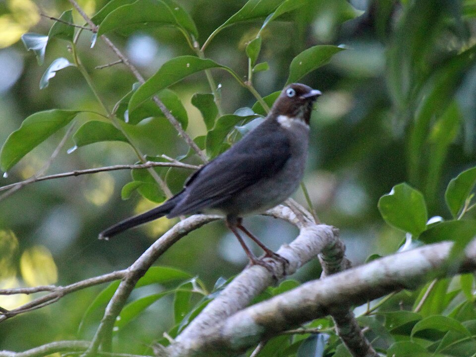 White-eyed Thrush