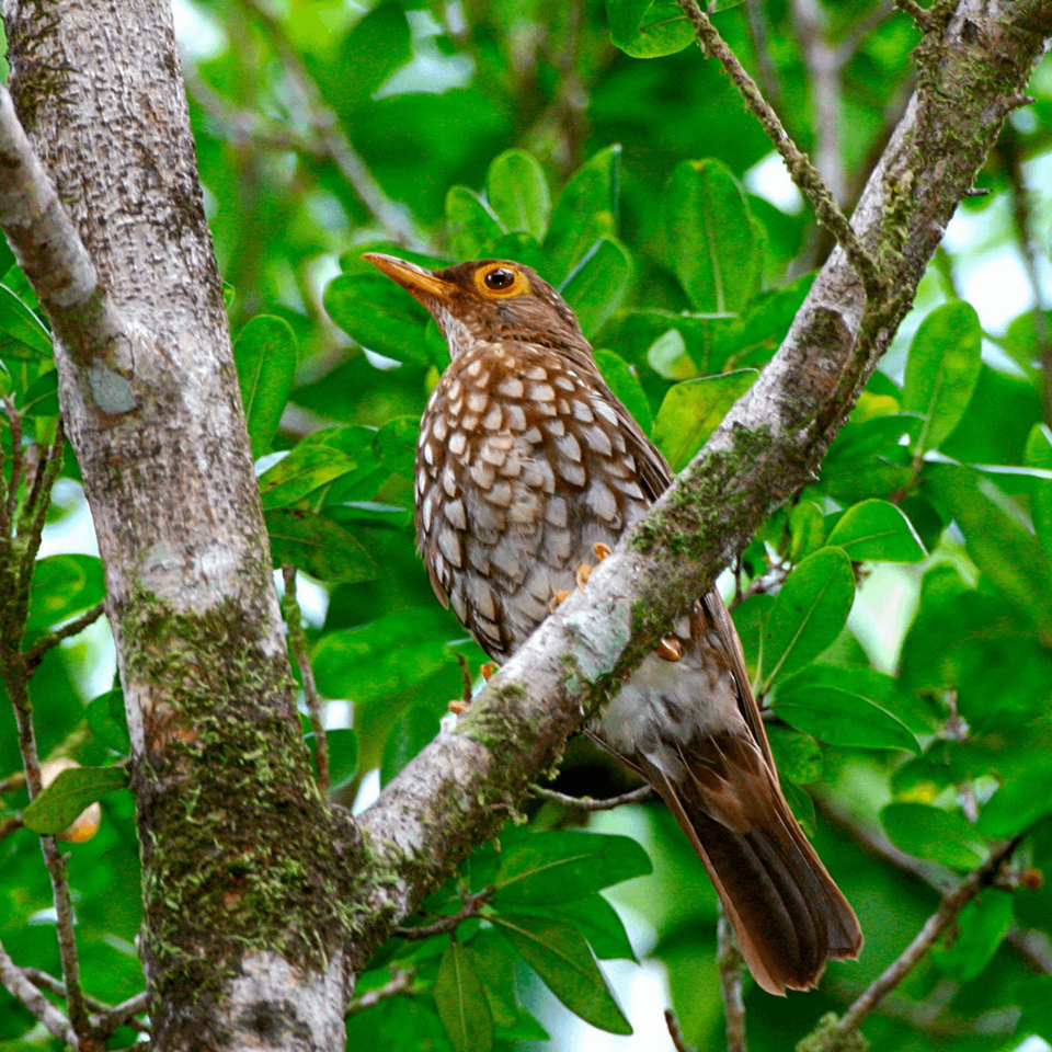 Forest Thrush
