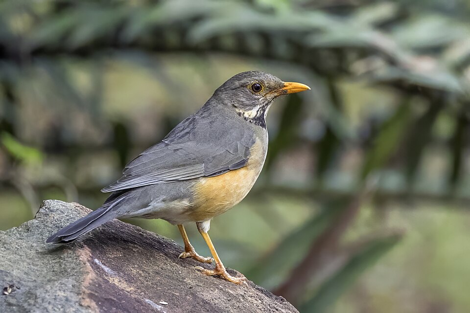 Kurrichane Thrush