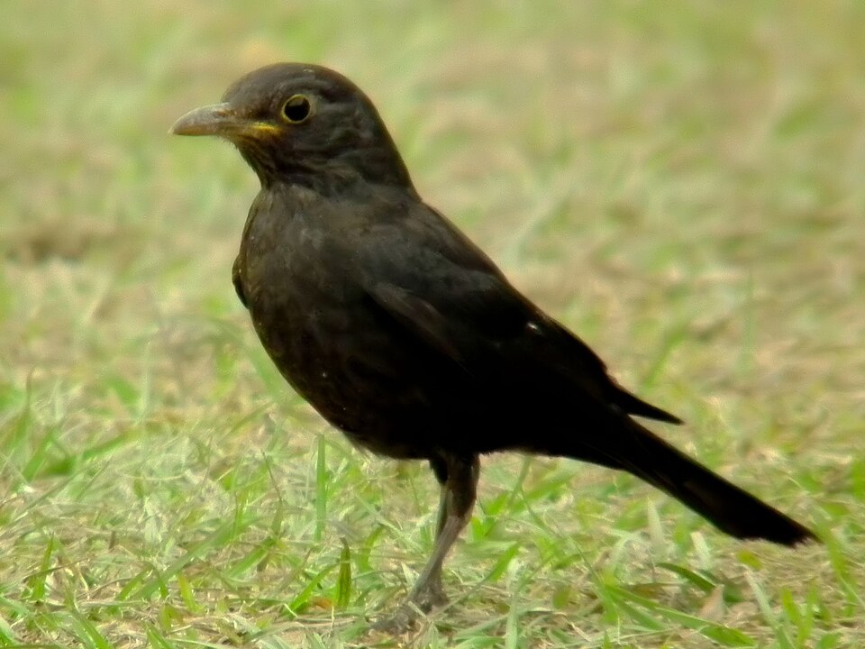 Chinese Blackbird
