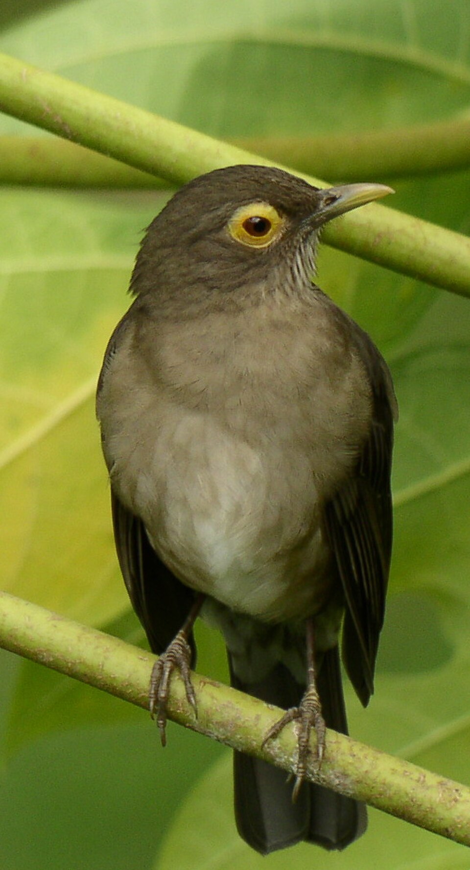 Spectacled Thrush