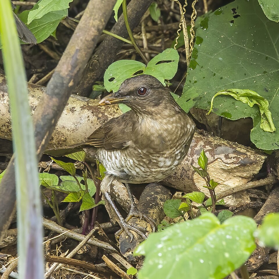Sao Tome Thrush