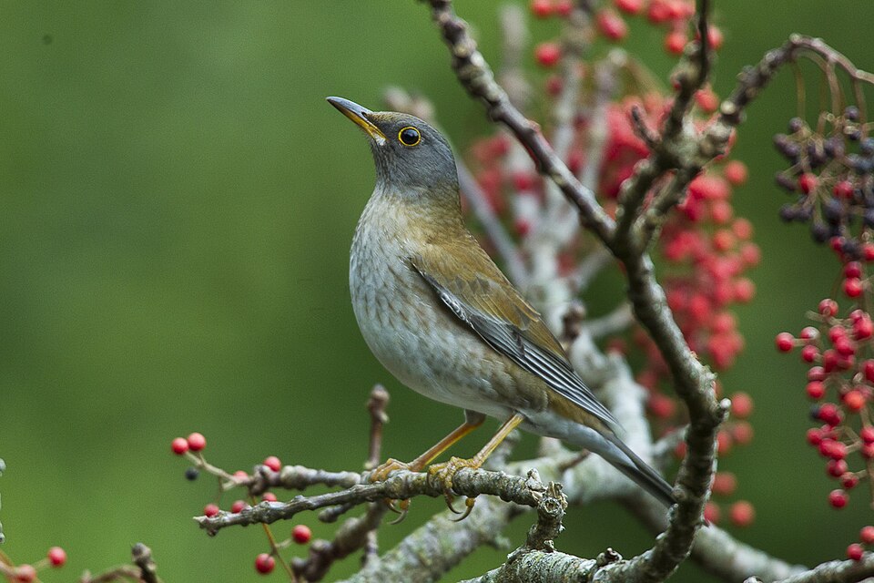 Pale Thrush