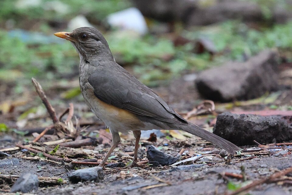 African Thrush
