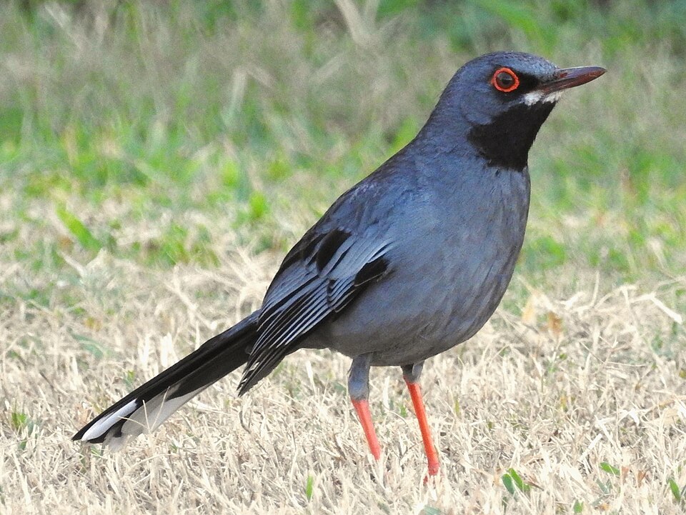 Red-legged Thrush