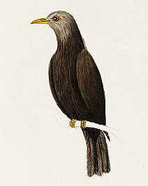 Island Thrush