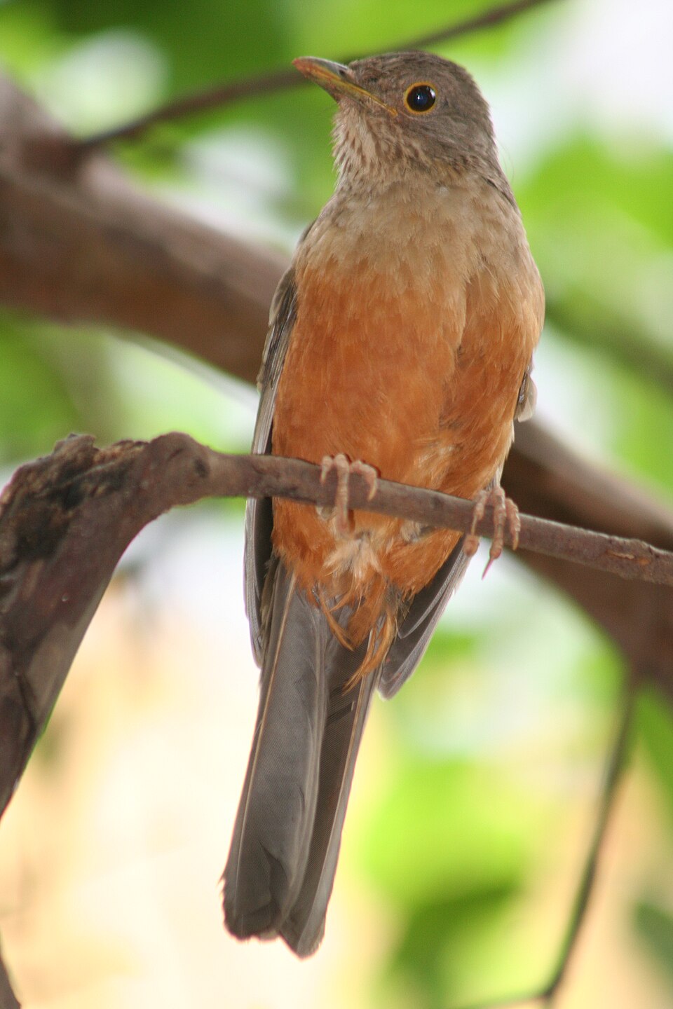 Rufous-bellied Thrush