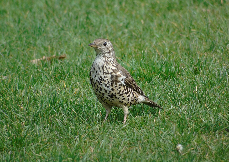 Mistle Thrush