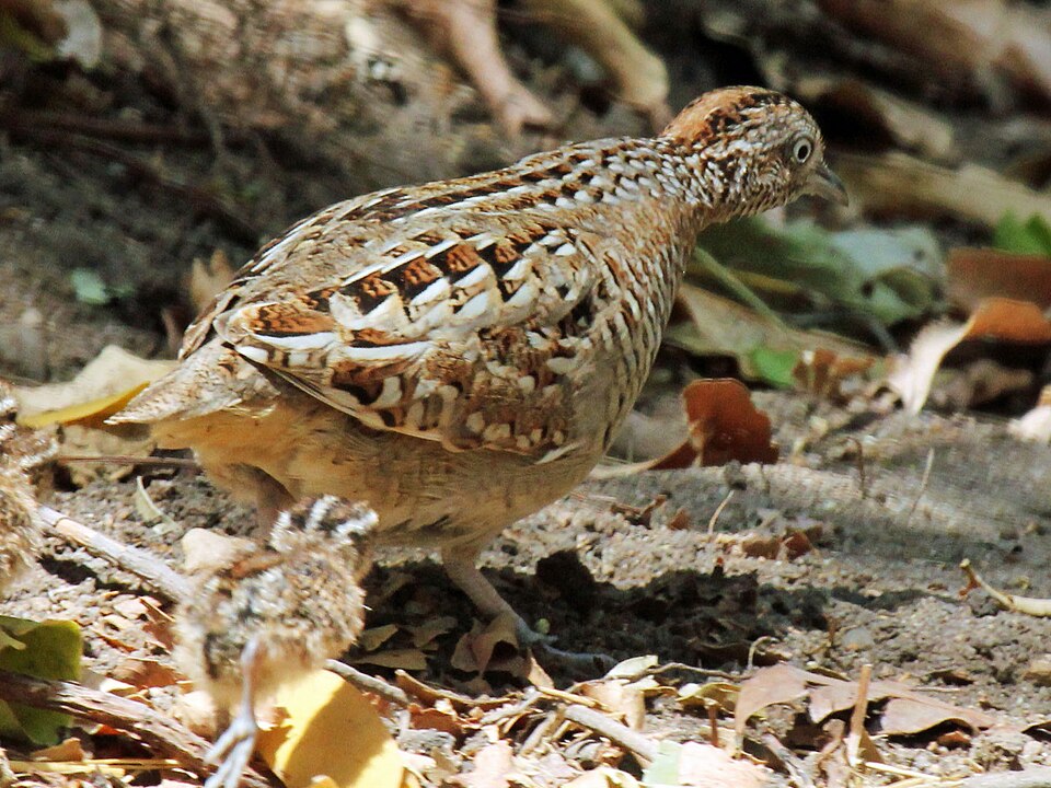Madagascar Buttonquail