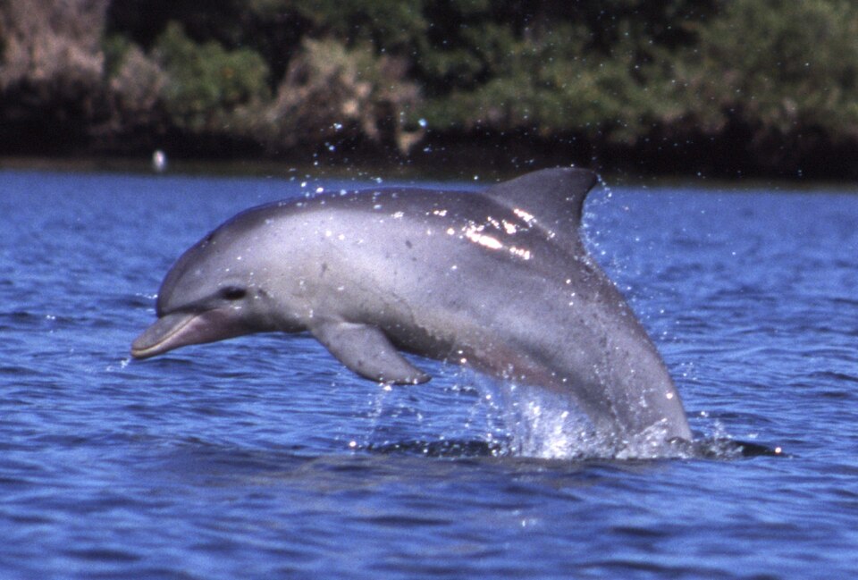 Indian Ocean bottlenose dolphin, tuyiin