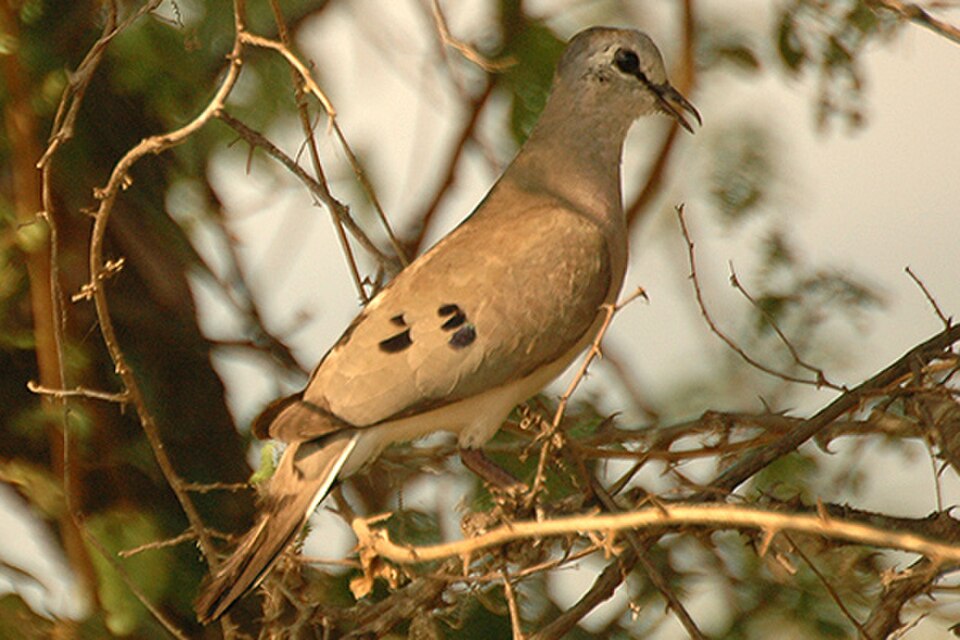 Black-billed Wood-Dove