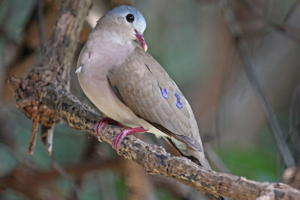 Blue-spotted Wood-Dove