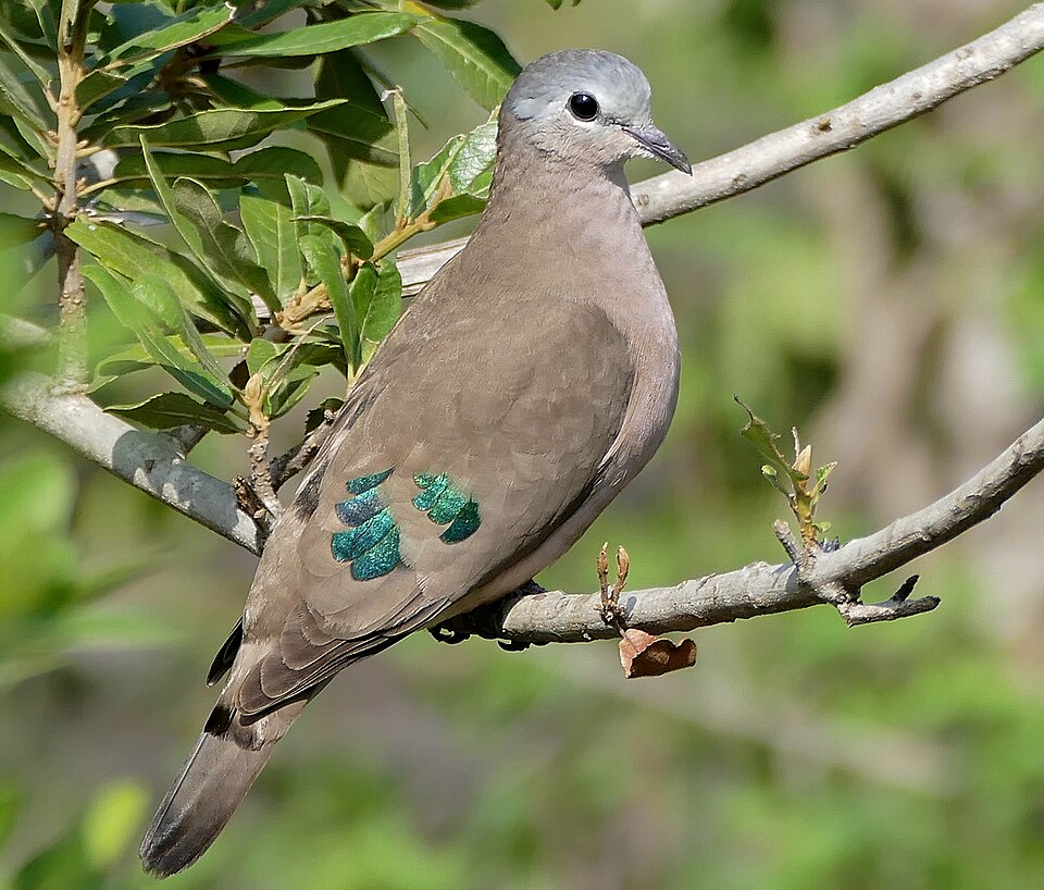 Emerald-spotted Wood-Dove