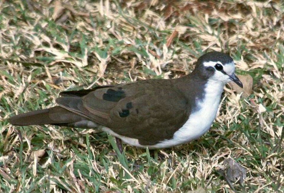 Tambourine Dove