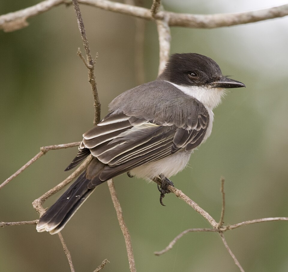 Loggerhead Kingbird