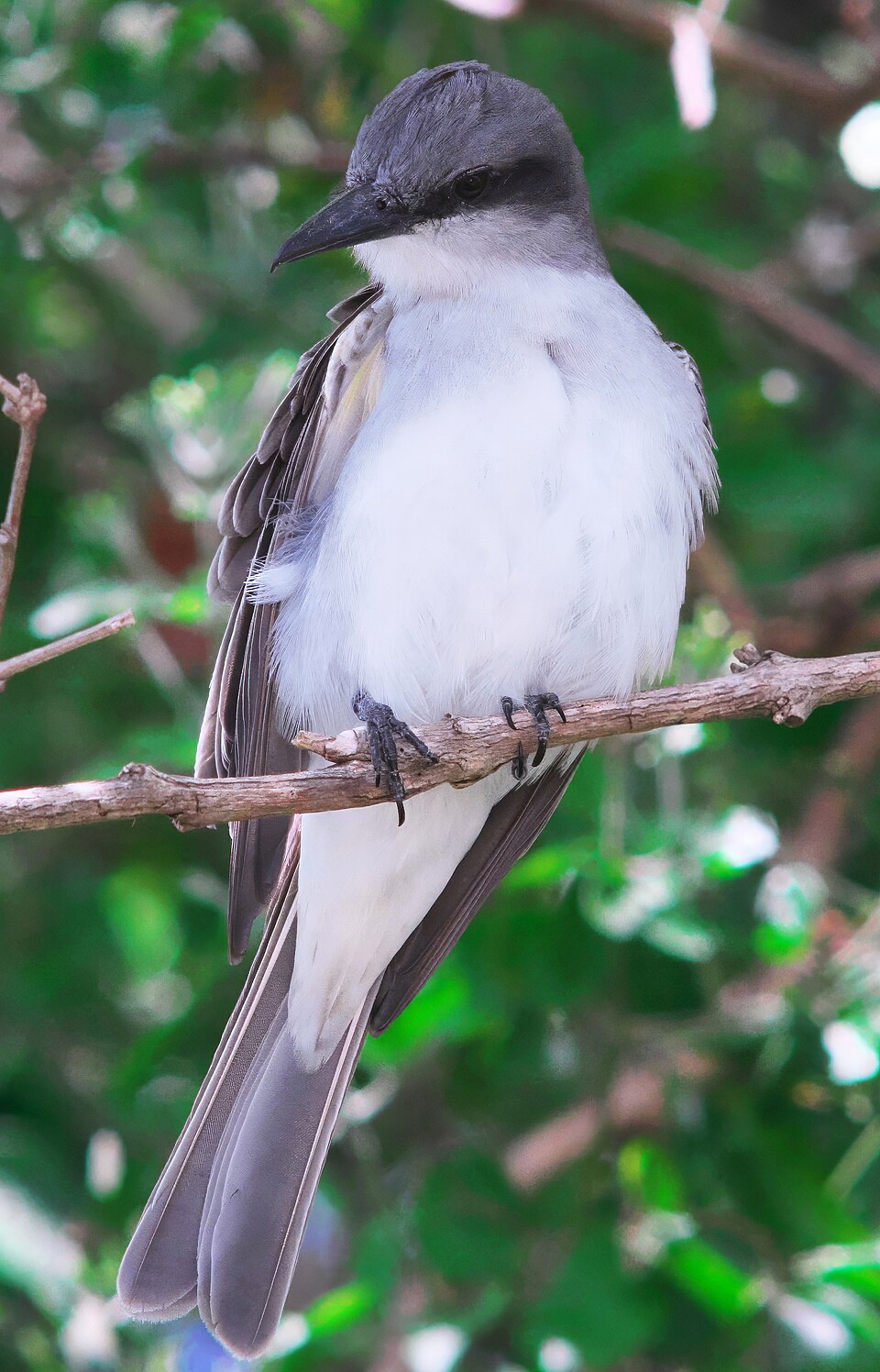 Gray Kingbird