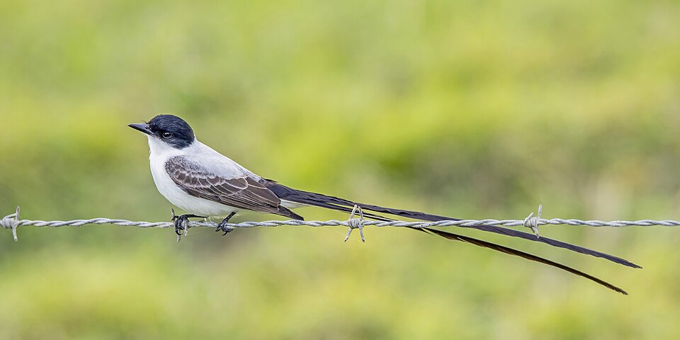 Fork-tailed Flycatcher