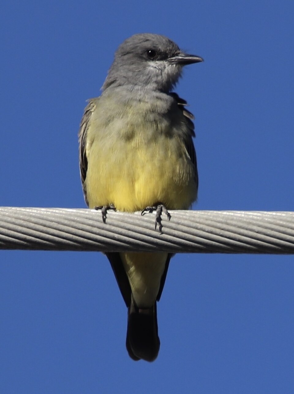 Cassin's Kingbird