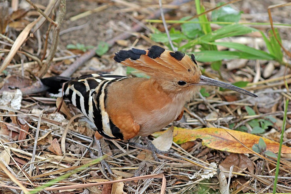 Madagascar Hoopoe