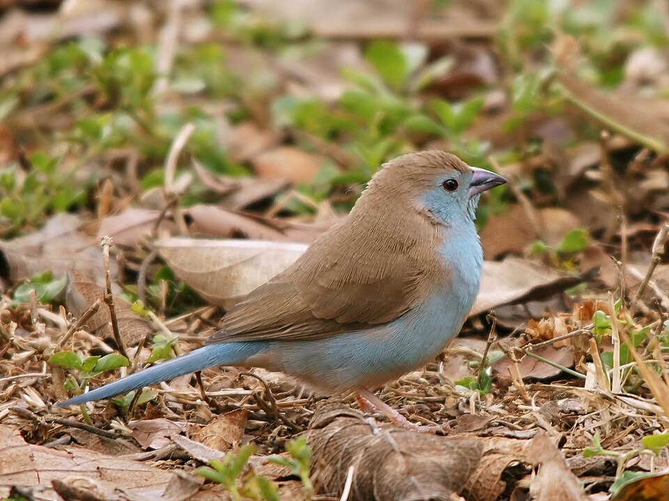 Southern Cordonbleu