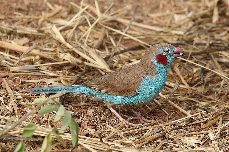 Red-cheeked Cordonbleu