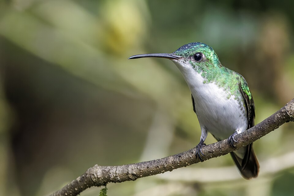 Andean Emerald