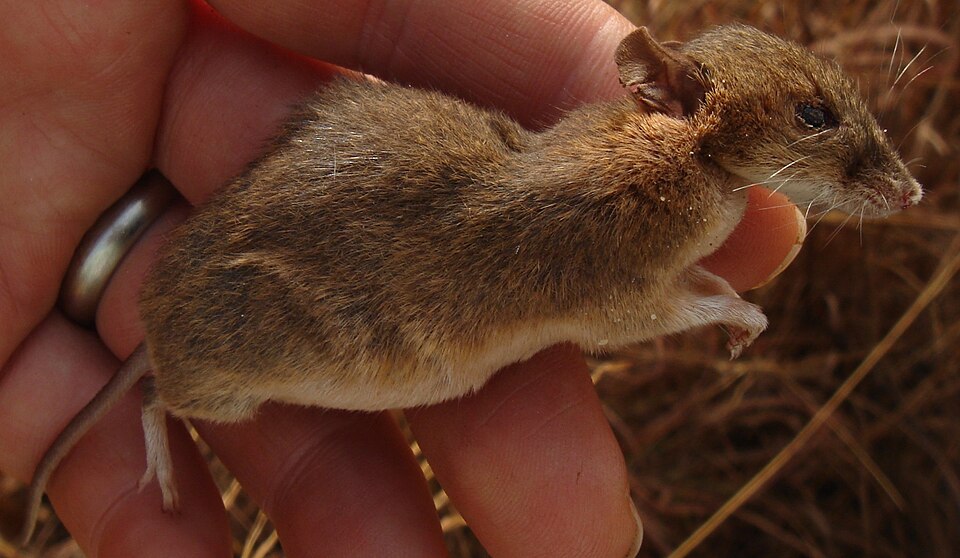 Rudd's Bristle-furred Rat
