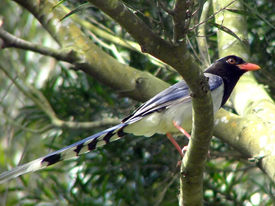 Red-billed Blue-Magpie