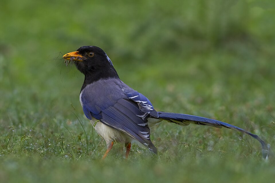 Yellow-billed Blue-Magpie
