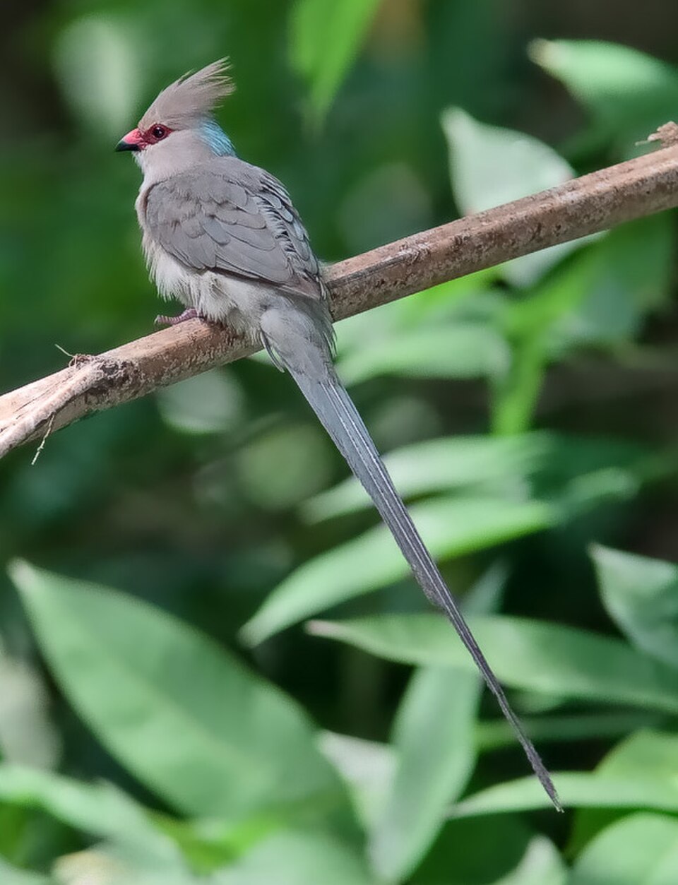 Blue-naped Mousebird
