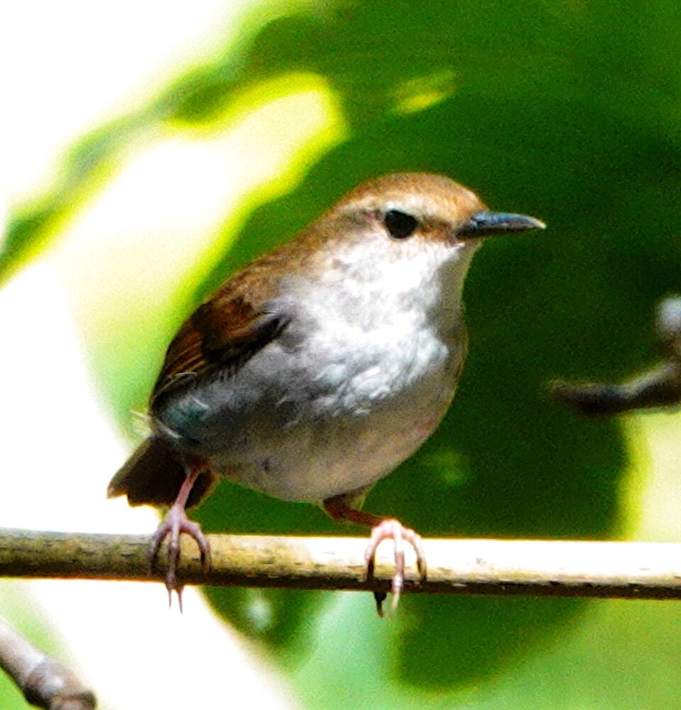 Timor Stubtail
