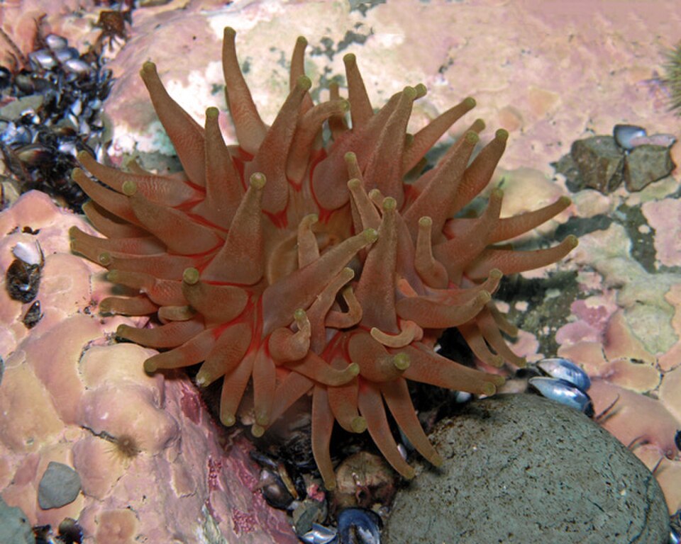 Dahlia Anemone