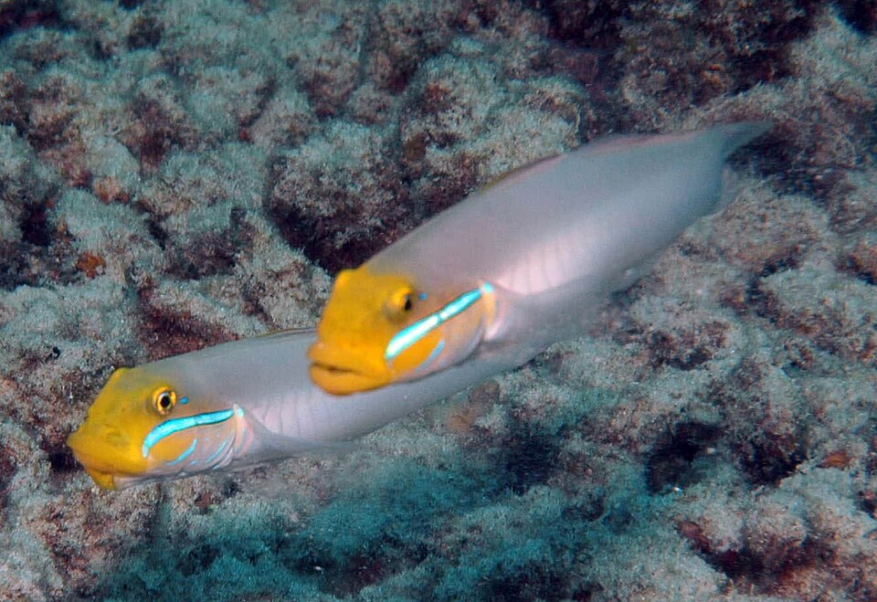 Blueband Goby