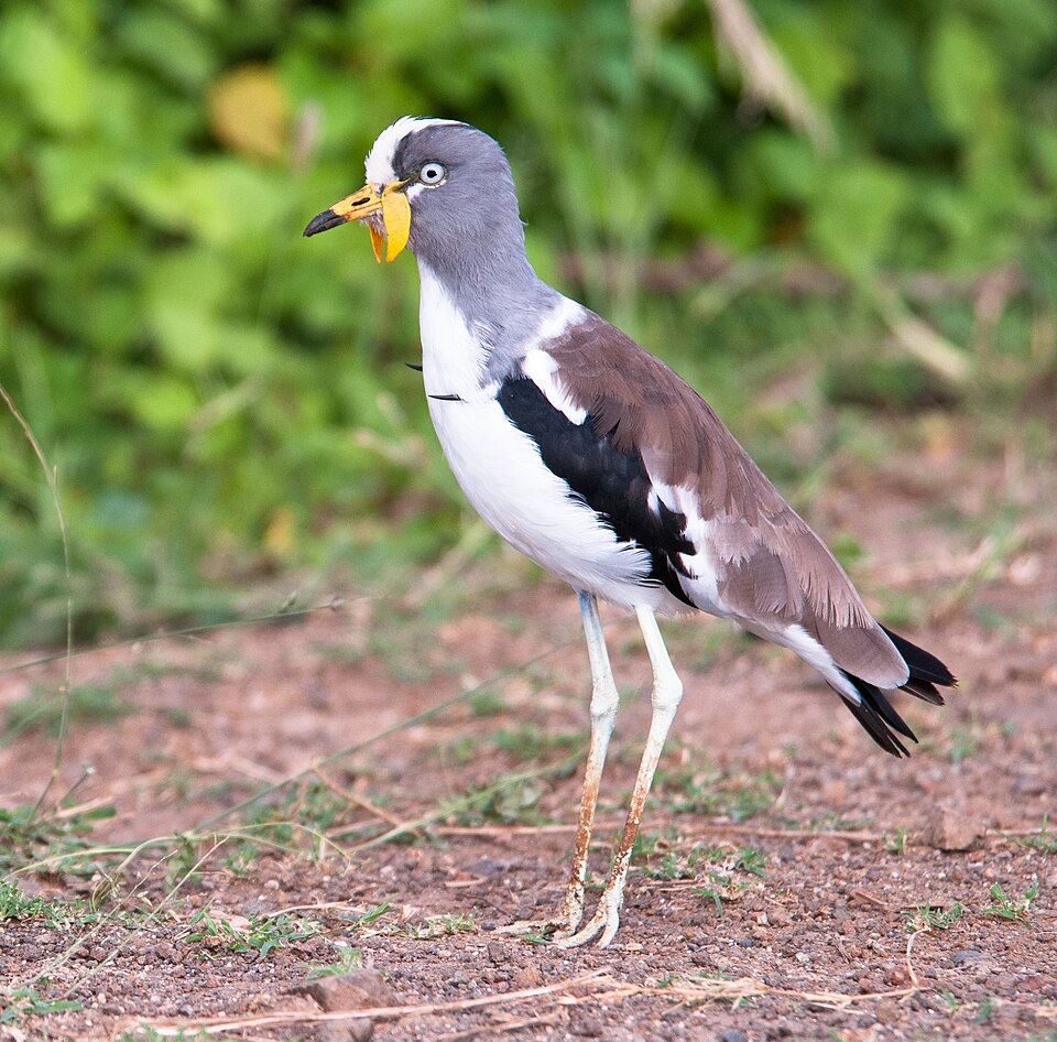 White-headed Lapwing