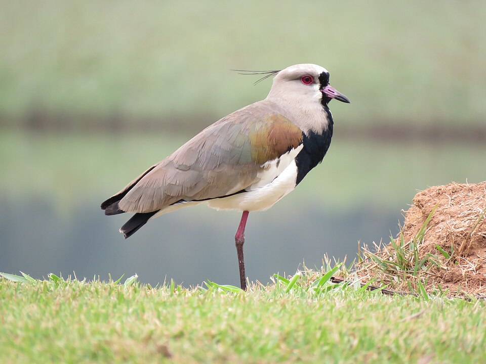 Southern Lapwing