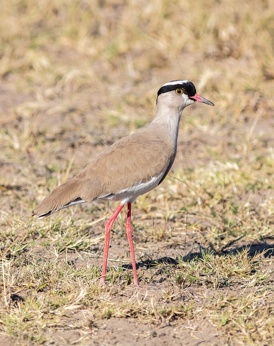 Crowned Lapwing